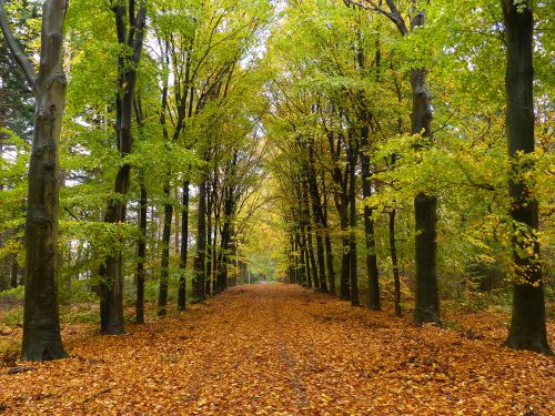 spaarbankbos beukenlaan